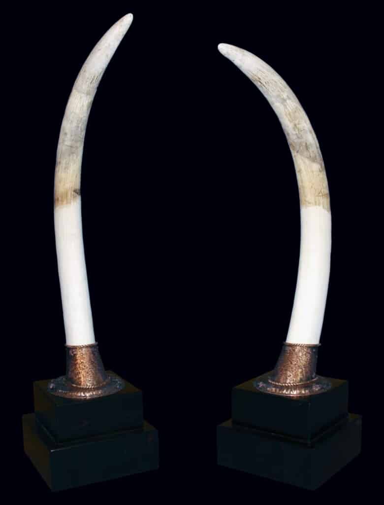 Elephant Tusks Pedestalmount Custom Base 20100716 0379