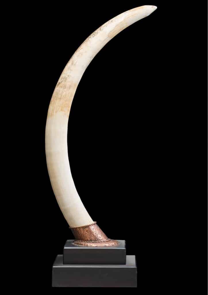 Elephant Tusk Pedestalmount Custom Base 20170717 0381