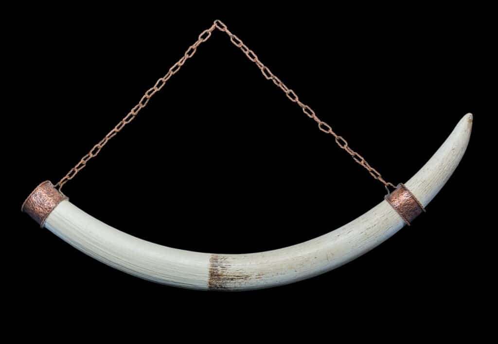 Elephant Tusk Wall Hanging 20160714 0370