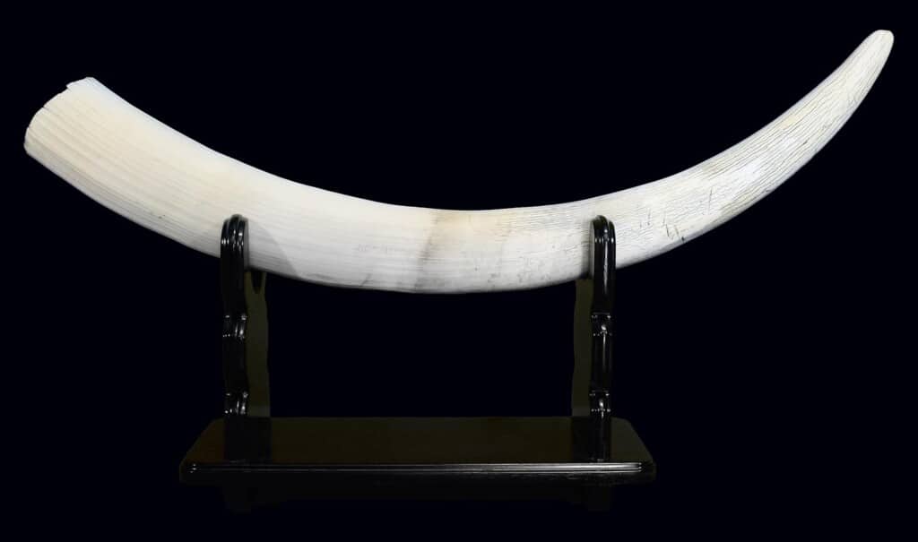 Elephant Tusk Custom Display Stand 20100716 0373