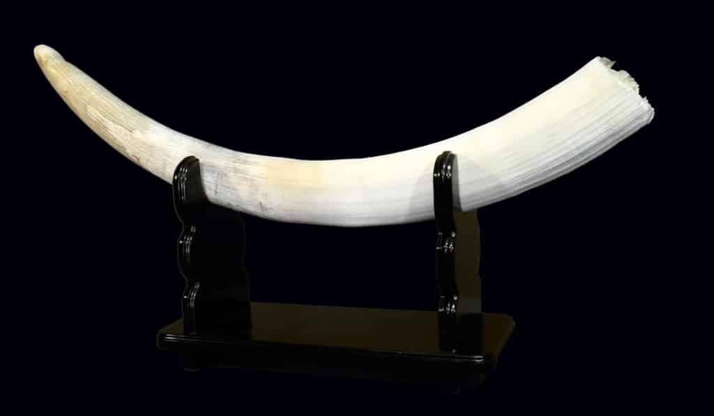 Elephant Tusk Custom Wooden Display Stand 20100716 0373