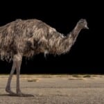 Emu Fullmount 20190214 0072