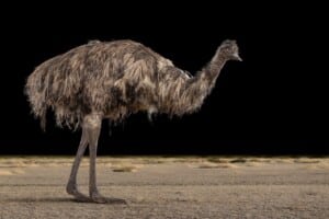 Emu Fullmount 20190214 0072
