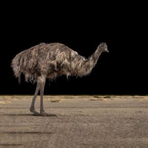 Emu Fullmount 20190214 0072