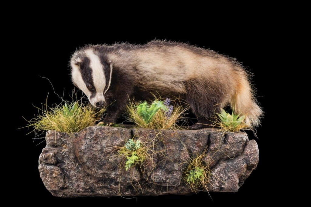 European Badger Fullmount Left Turn Wall Display 20220829 0035