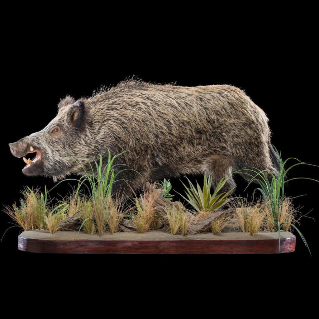 European Wild Boar Fullmount 20180507 0149