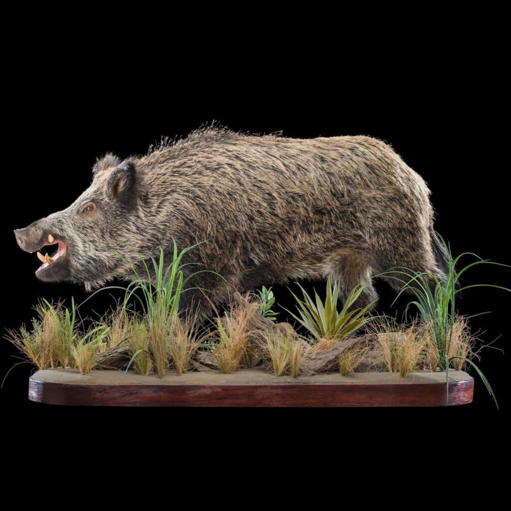 European Wild Boar Fullmount 20180507 0149