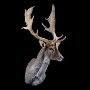 Fallow Deer Shouldermount 20191115 0392