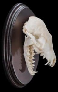 Bat Eared Fox Fullskull Shieldmount 20180801 0049