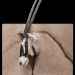 Gemsbuck Oryx 3D Portrait Mount 20181003 1059