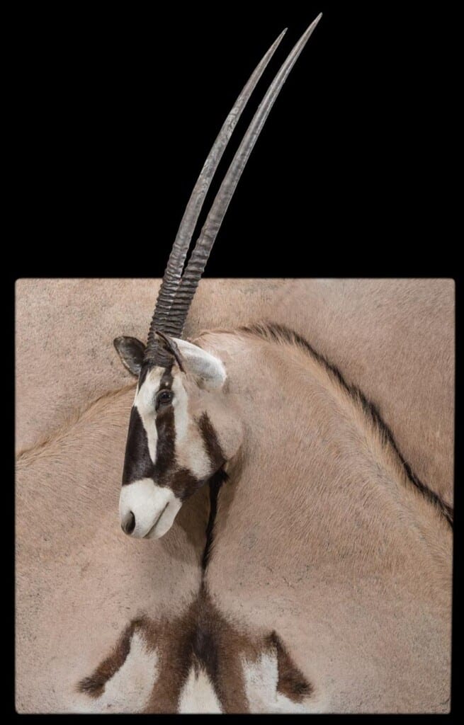 Gemsbuck Oryx 3D Portrait Mount 20181003 1059