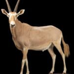 Golden Gemsbuck Oryx Fullmount Custom Base 20220805 1065