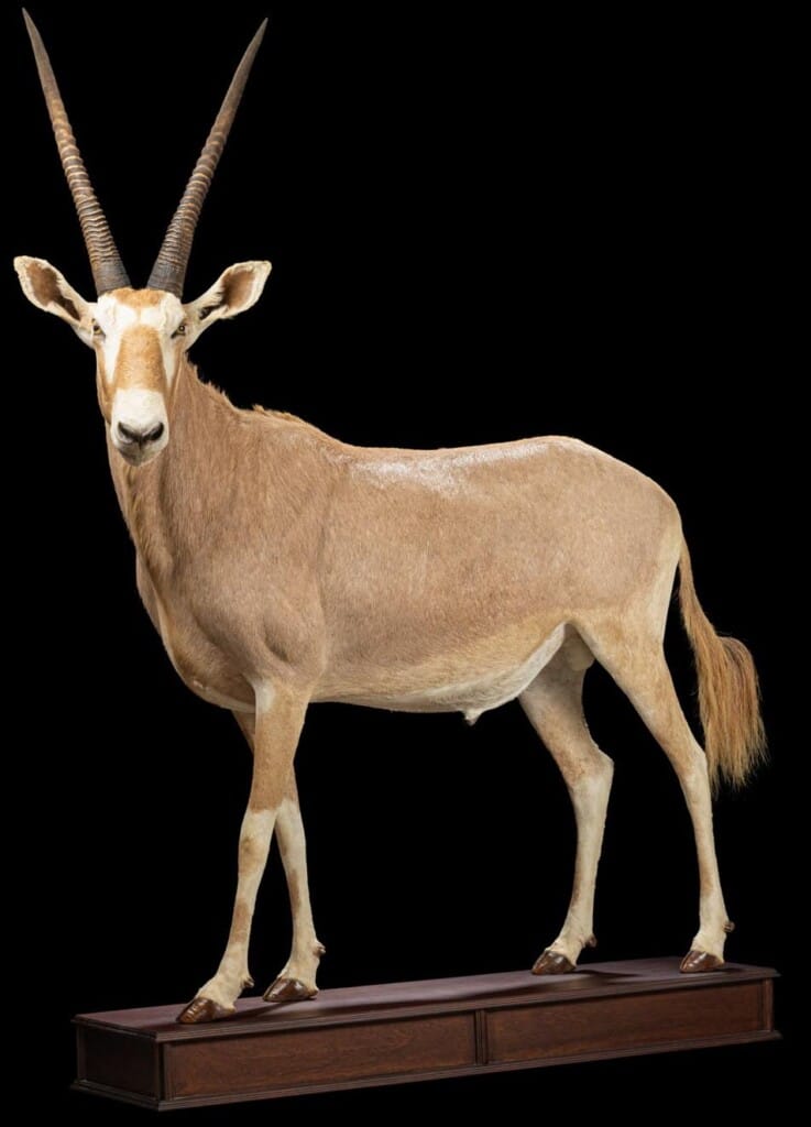 Golden Gemsbuck Oryx Fullmount Custom Base 20220805 1065