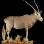 Golden Gemsbuck Fullmount 20210813 1069