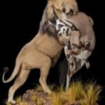 Lion and Gemsbuck Oryx Fullmount Combination 20181003 1071