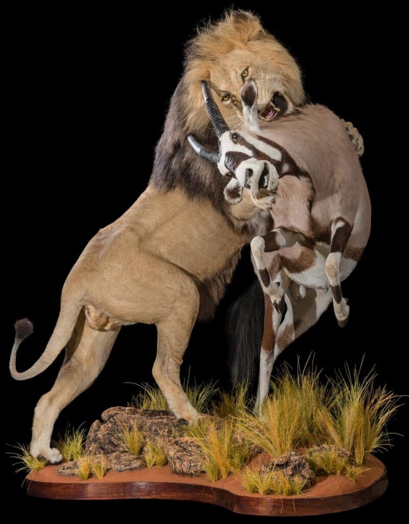 Lion and Gemsbuck Oryx Fullmount Combination 20181003 1071