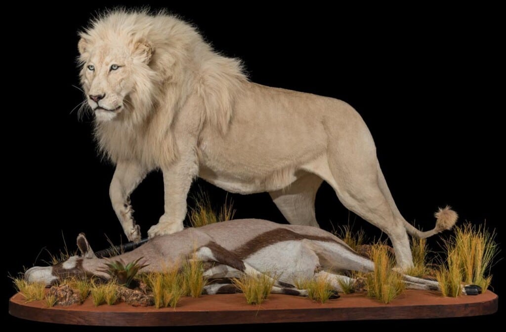 Lion and Gemsbuck Oryx Prey Fullmount Combination 20181003 1072