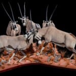 Gemsbuck Oryx Fullmount Combination 20190812 1067