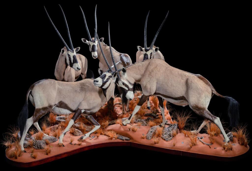 Gemsbuck Oryx Fullmount Combination 20190812 1067