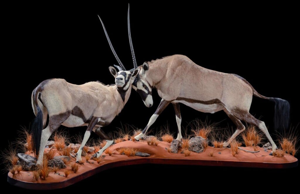 Gemsbuck Oryx Fullmount Combination Fighting 20190812 1068