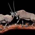 Gemsbuck Oryx Fullmount Combination 20190812 1068