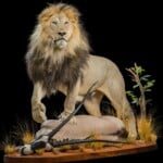 Lion and Gemsbuck Oryx Fullmount Combination 20200904 0931