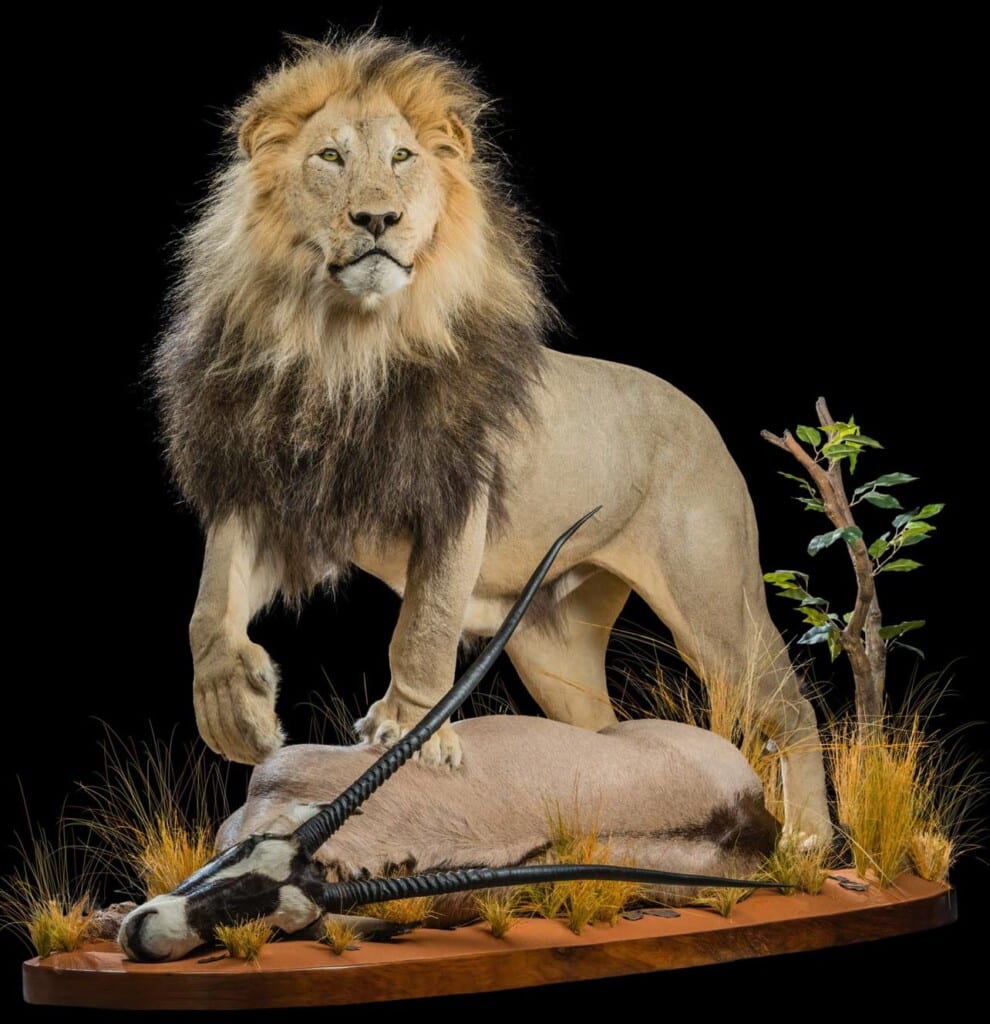 Lion and Gemsbuck Oryx Prey Fullmount Combination 20200904 1073