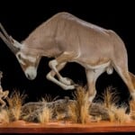 Golden Gemsbuck Oryx and Jackal Fullmount Combination 20210813 1069