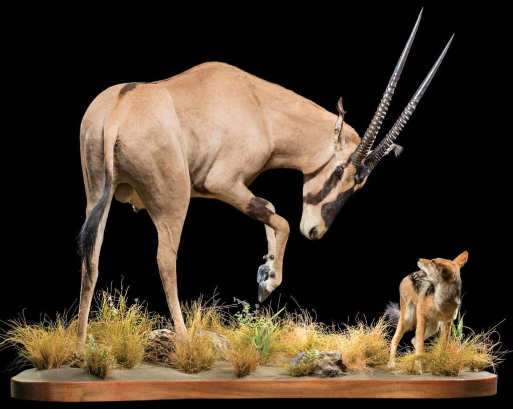 Gemsbuck Oryx and Jackal Fullmount Combination 20220831 1070