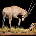 Gemsbuck Oryx and Jackal Fullmount Combination 20220831 1070