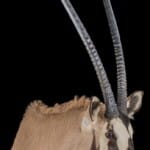 Gemsbuck Oryx Shouldermount L/T 20161111 1091