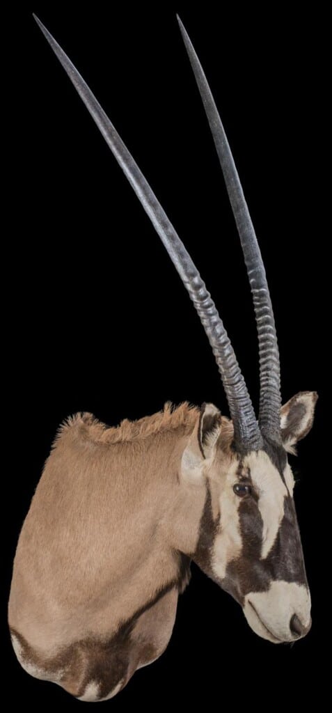 Gemsbuck Oryx Shouldermount L/T 20161111 1091