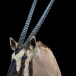 Gemsbuck Oryx Shouldermount R/T 20170717 1092