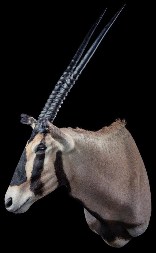 Gemsbuck Oryx Shouldermount Right Turn 20191115 1093