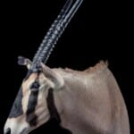 Gemsbuck Oryx Shouldermount R/T 20191115 1093
