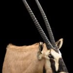 Gemsbuck Oryx Shouldermount 20220805 1094