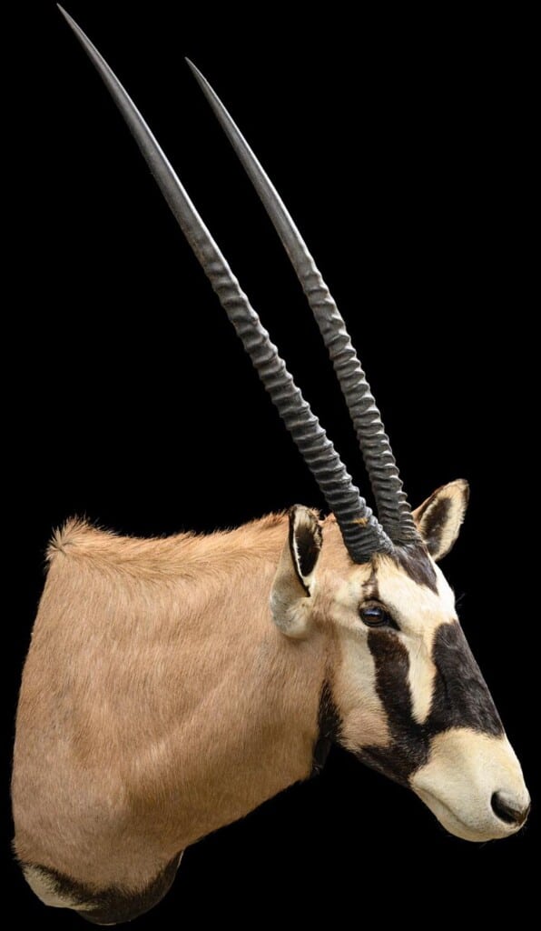 Gemsbuck Oryx Shouldermount 20220805 1094