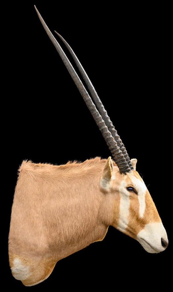 Gemsbuck Oryx Shouldermount 20220805 1095