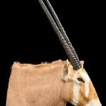Golden Gemsbuck Oryx Shouldermount 20220805 1095