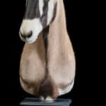 Gemsbuck Oryx Pedestalmount R/T 20170717 1074