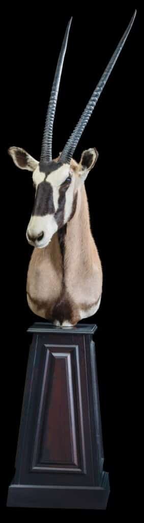 Gemsbuck Oryx Pedestalmount R/T 20170717 1074
