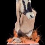 Gemsbuck Oryx Pedestalmount L/T 20190812 1075