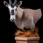 Gemsbuck Oryx Pedestalmount L/T 20191115 1076