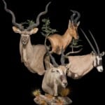 Kudu, Gemsbuck, Hartebeest and Eland Pedestalmount Combination 20180507 0286
