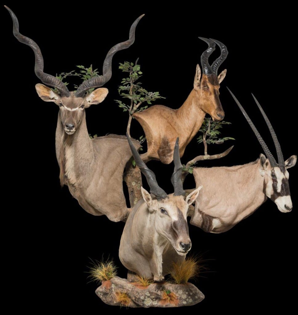 Kudu, Gemsbuck, Hartebeest and Eland Pedestalmount Combination Custom Base 20180507 0286