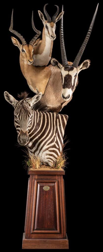 Gemsbuck Oryx, Zebra, Impala and Springbuck Pedestalmount Combination Custom Base with Habitat 20220901 1077