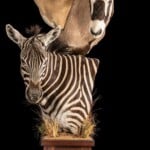 Gemsbuck Oryx, Zebra, Impala and Springbuck Pedestalmount Combination 20220901 1262