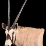 Gemsbuck Oryx Wall Pedestalmount L/T Curvedback 20150701 1087