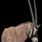 Gemsbuck Oryx Wall Pedestalmount Curvedback 20180507 1084