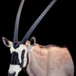 Gemsbuck Oryx Shouldermount L/T Extended Leg 20200123 1090